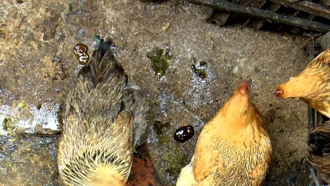 昆隐士民路幼巷里的鸡