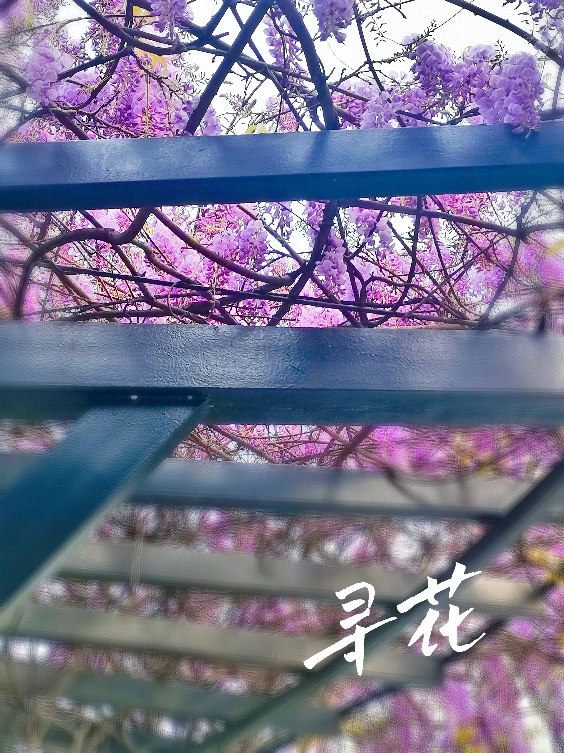 寻花网站