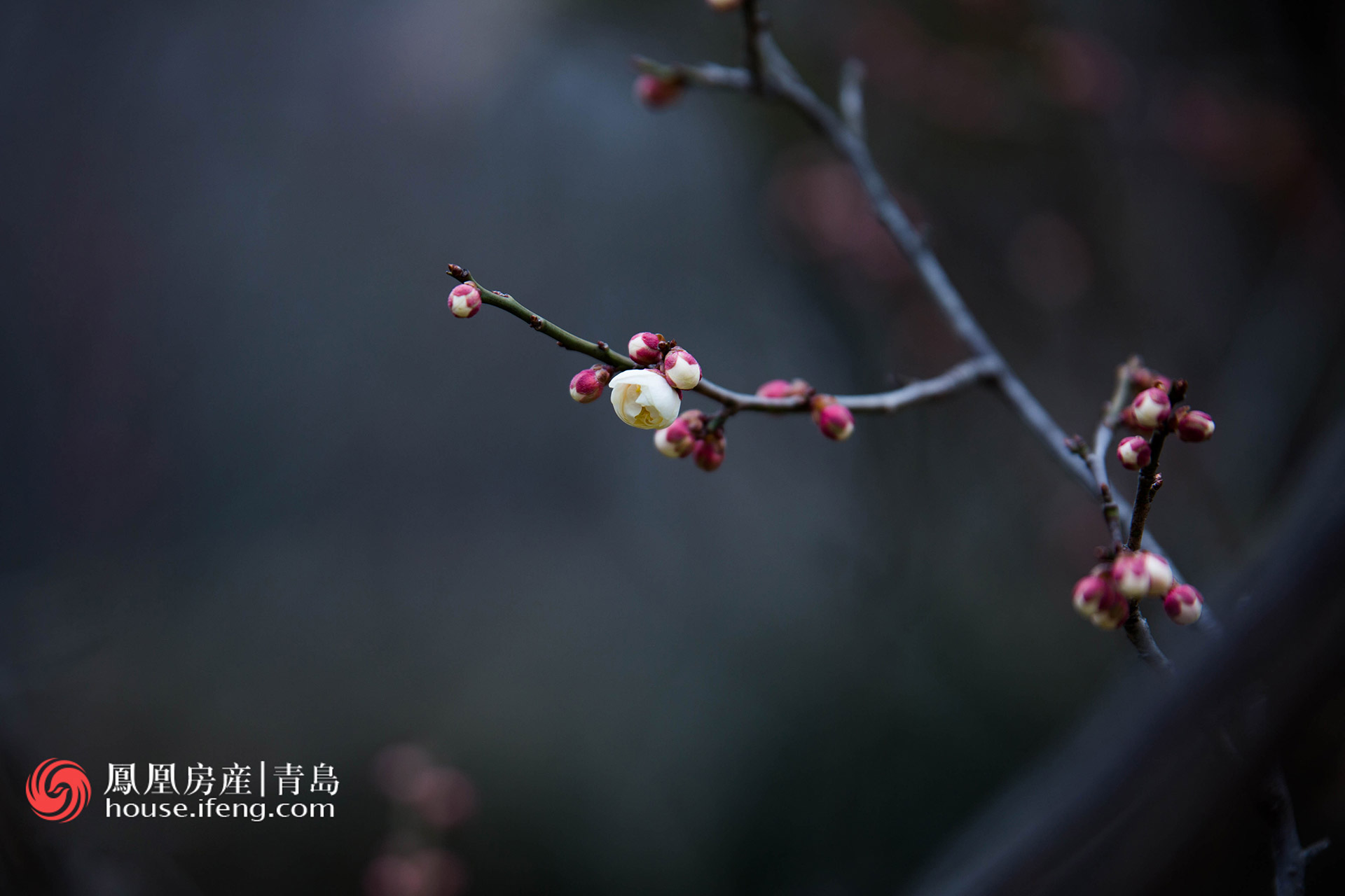 城南幼陌又逢春