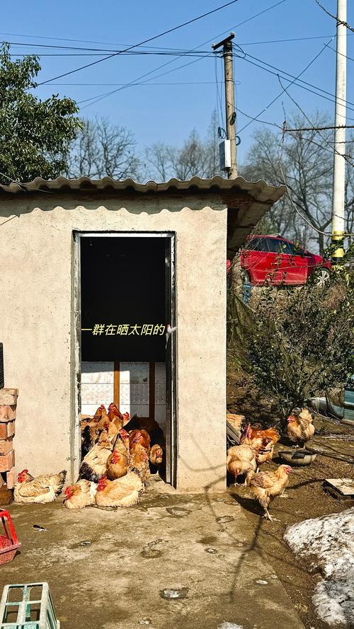 漯河鸡窝搬到哪里去了