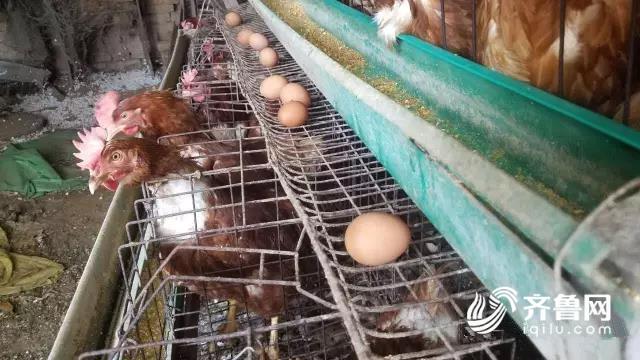 兖州鸡窝搬到什么处所了