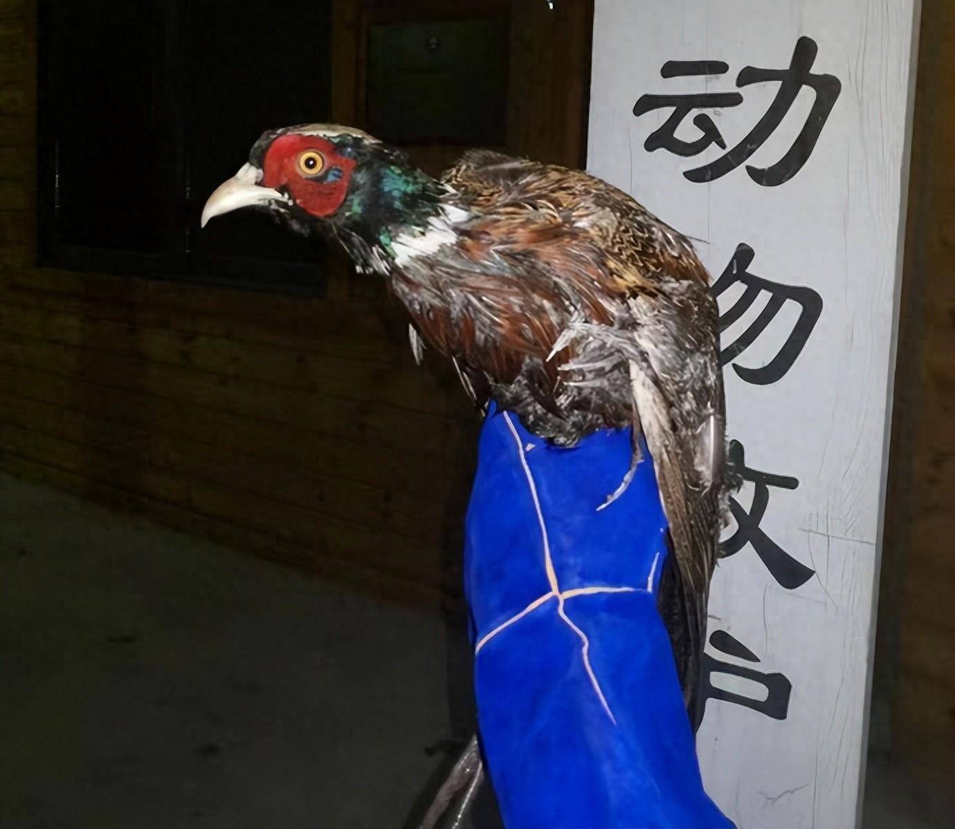漯河浦口晚上哪有野鸡