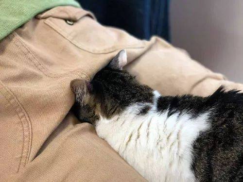 2026自贡推拿店逮猫