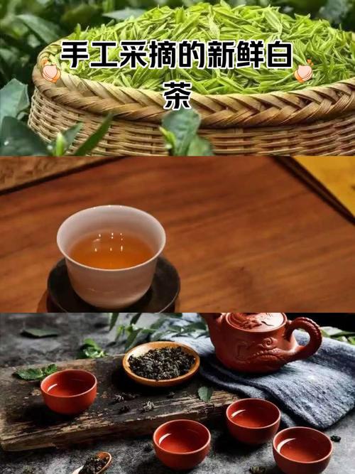 西安t台大选品茶全城铺排