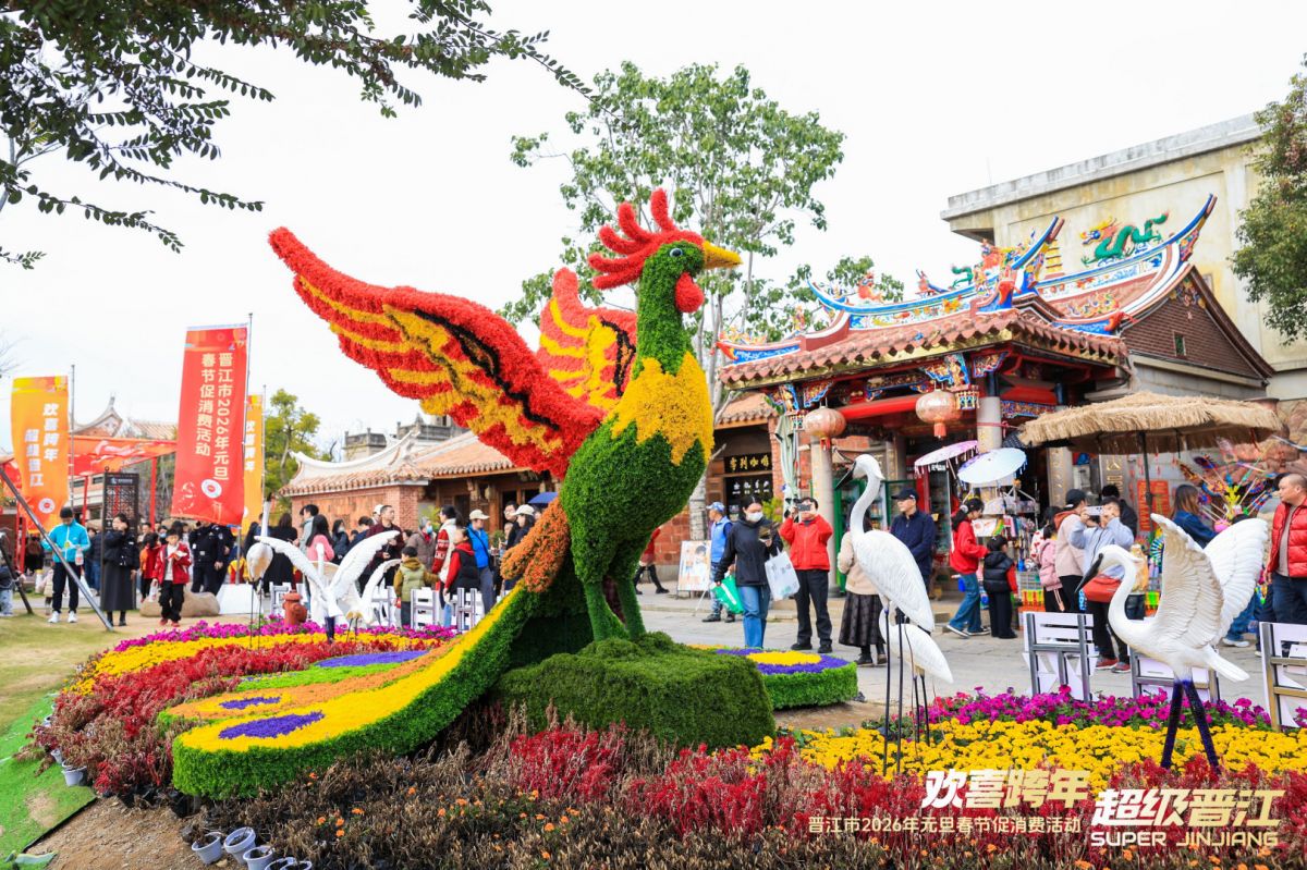 晋江阳光广场好多鸡2026
