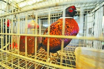 赤峰哪里有野鸡