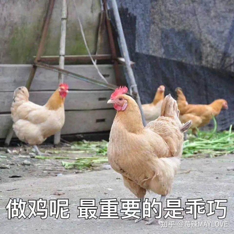这里有鸡婆吗
