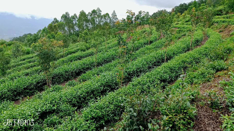 郑州那里高质量的新茶嫩茶