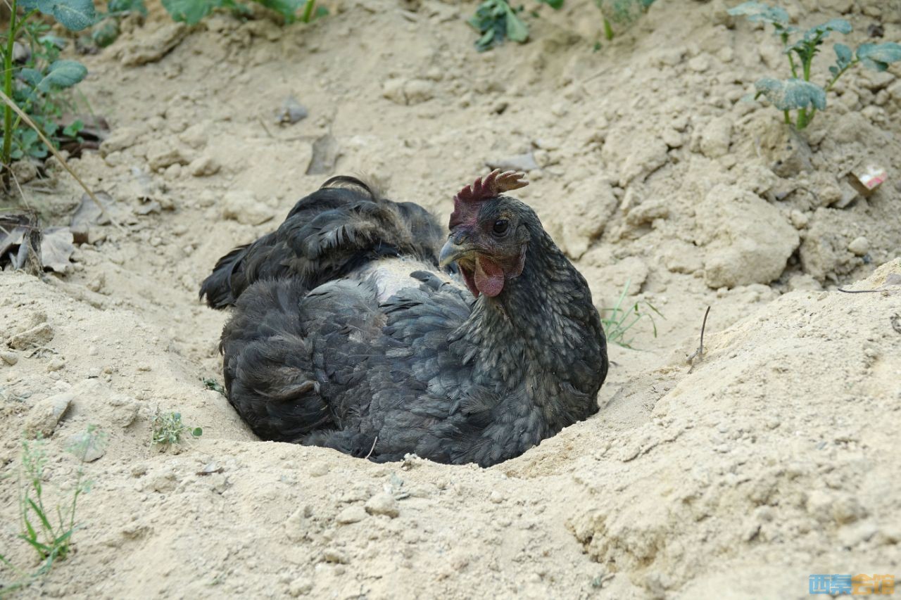 若何越鸡婆