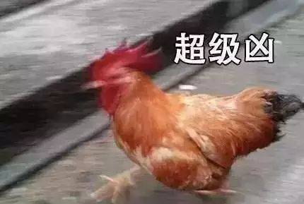 上海有表国野鸡吗此刻