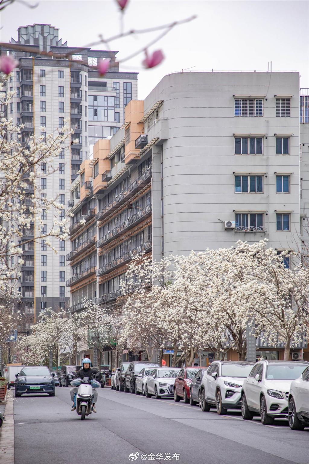 玉兰路,女大后街