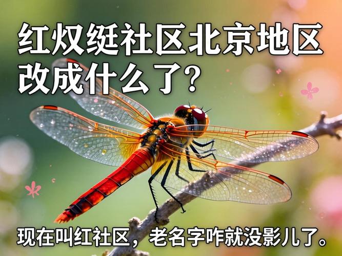 红蜻蜓社区北京地区改成什么了