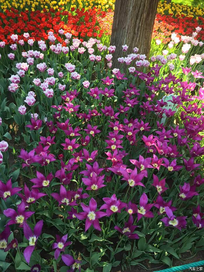 百花丛网站