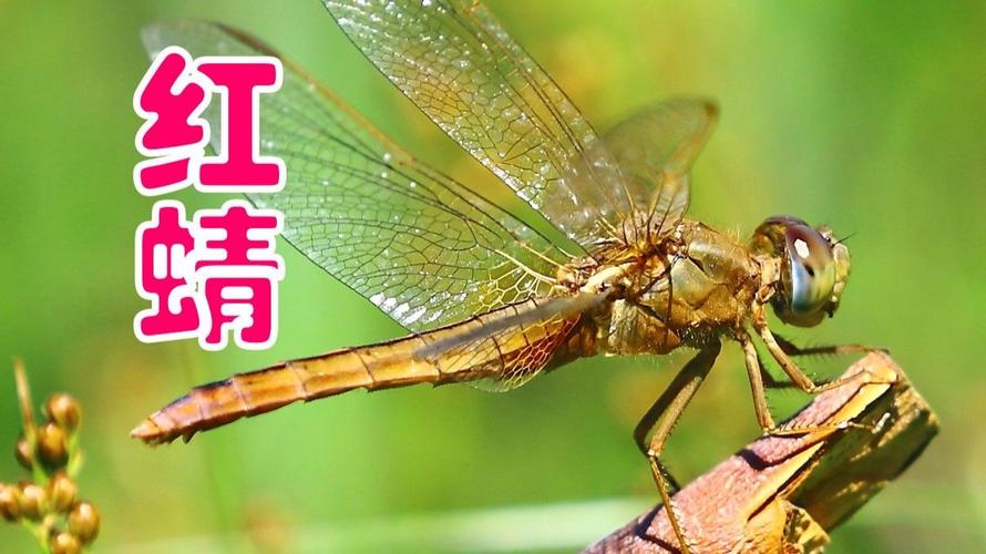 北京地域-红蜻蜓社区-资源共享