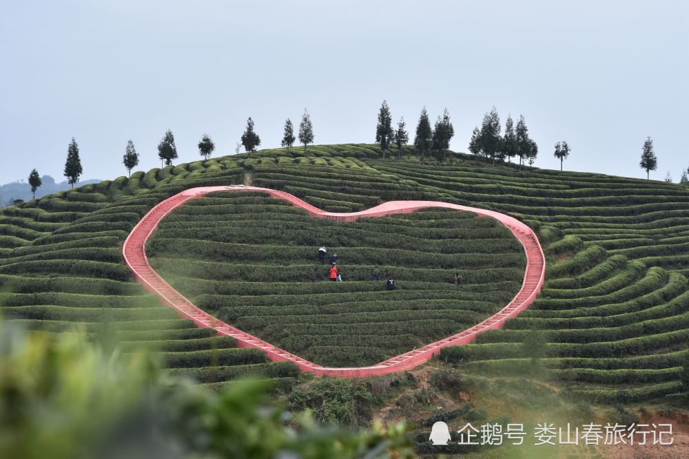 茶山哪里有150的爱情