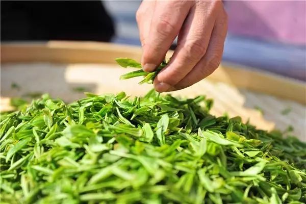 蓟州新茶