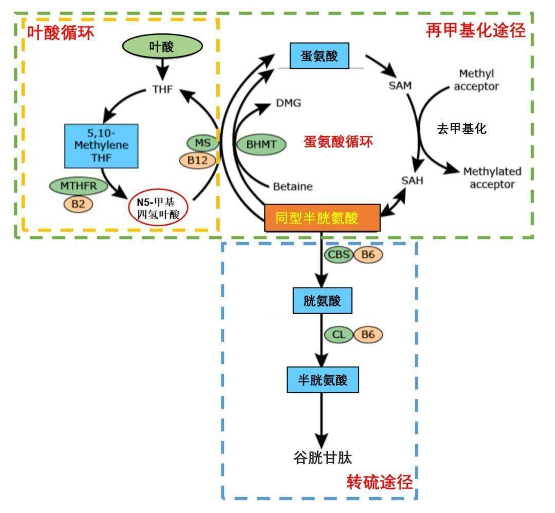 约泡蹊径