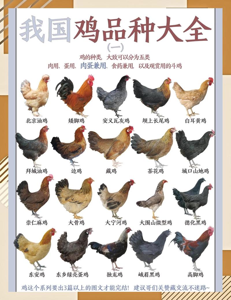 先容鸡的qq