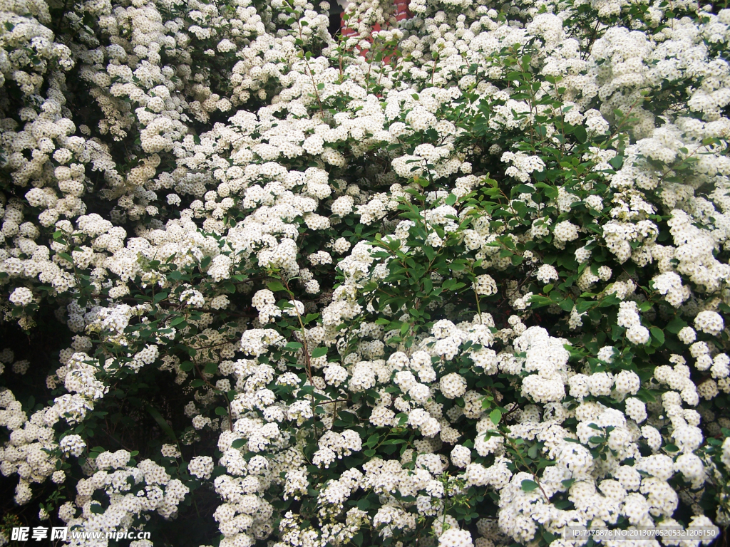白花丛QM