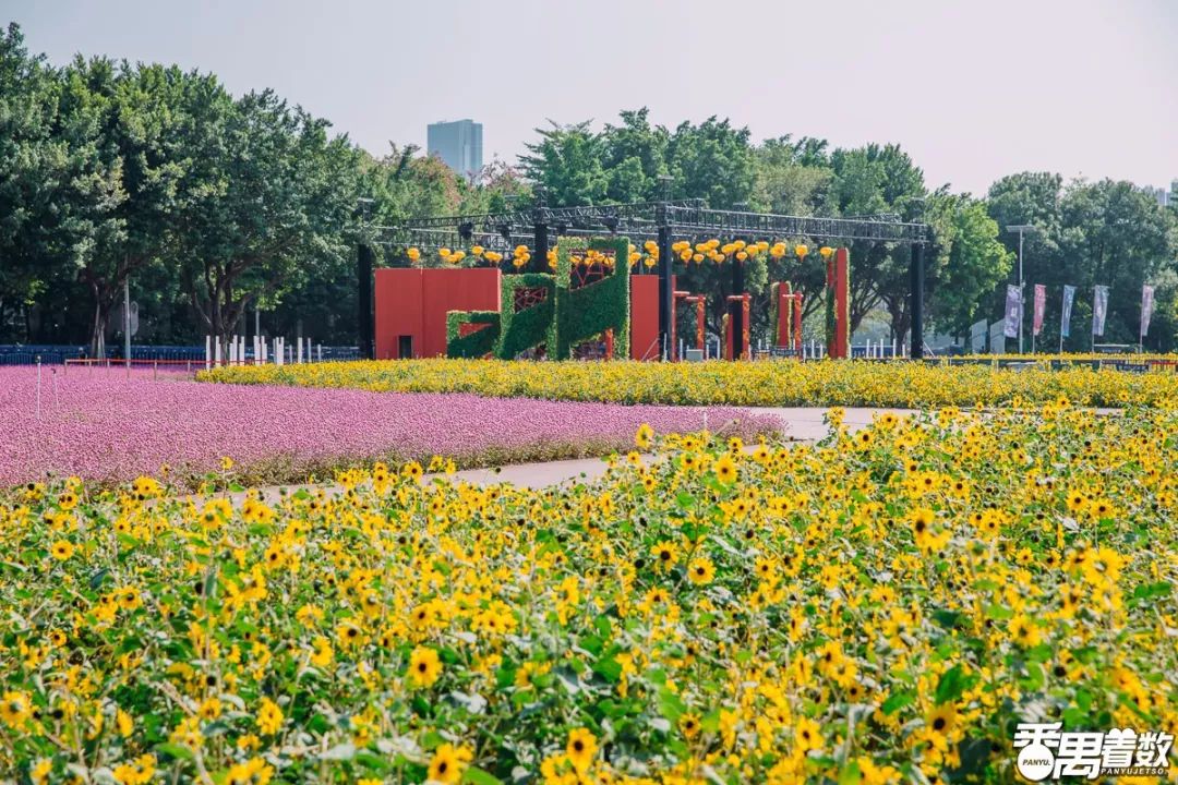 昭通葵花蒲典