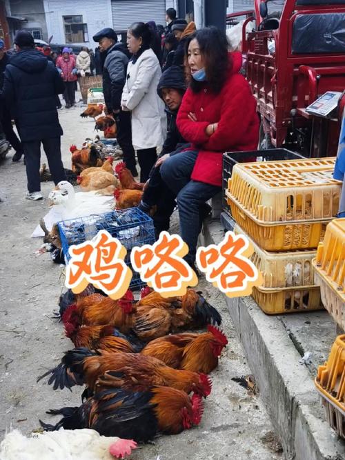 乌鲁木齐粮校市场鸡