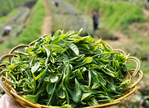 呼和浩特新茶