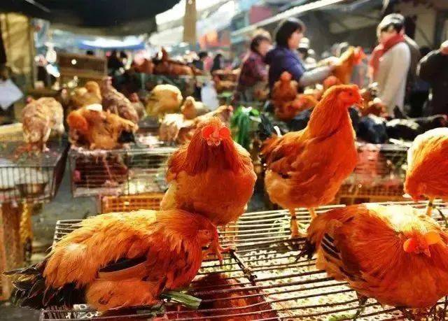 常德波尔卡大街的鸡