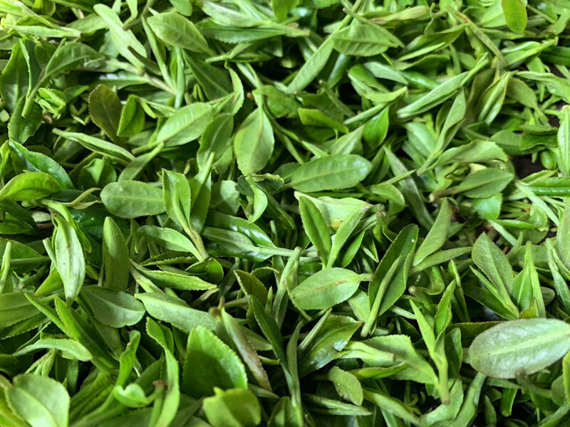 上海嫩茶