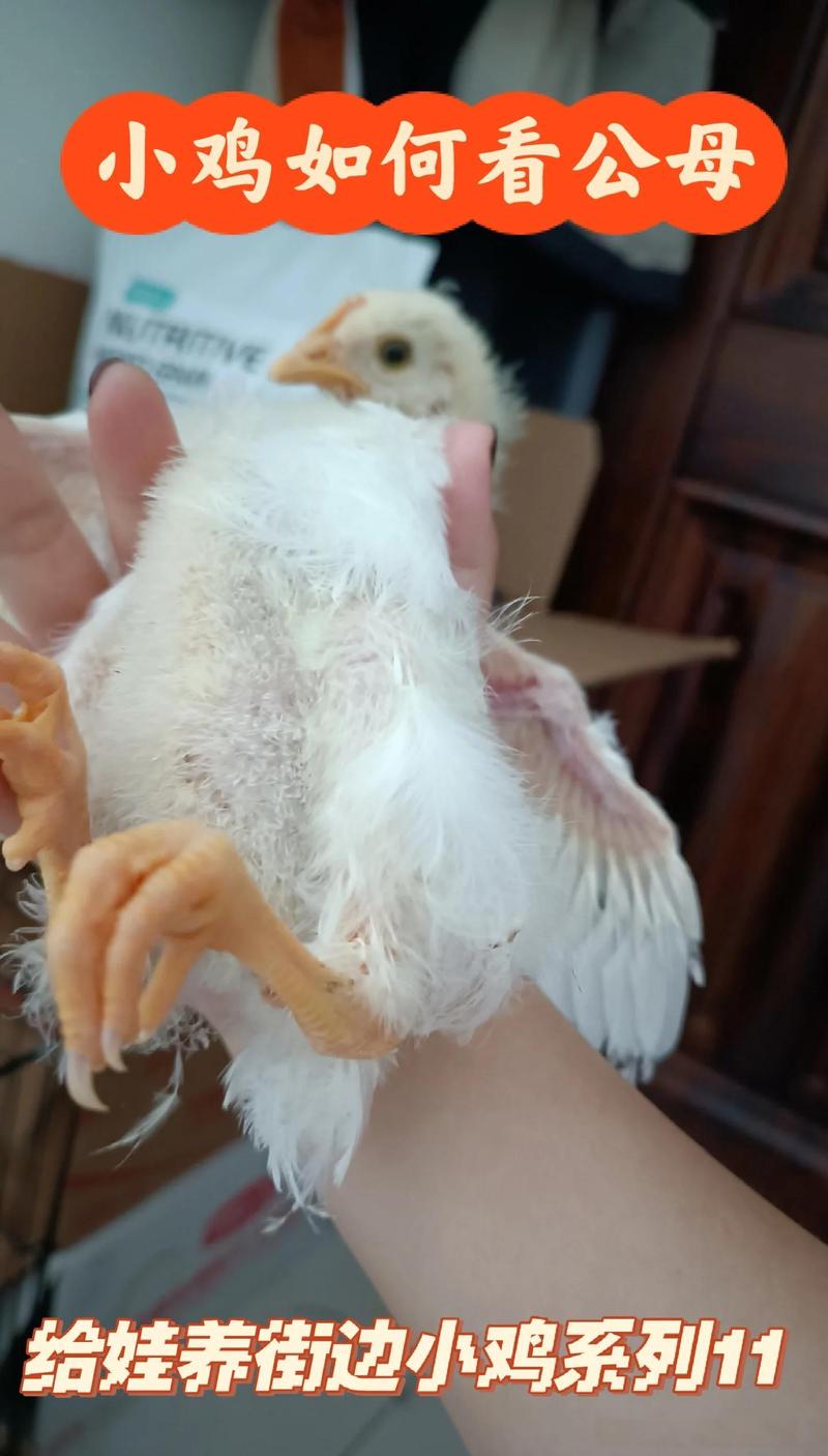 闲鱼怎么看对方是鸡