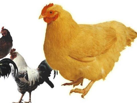 洛阳鸡那多