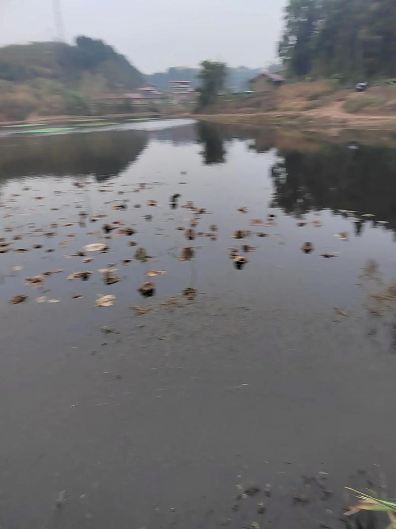 左近钓炮一条街