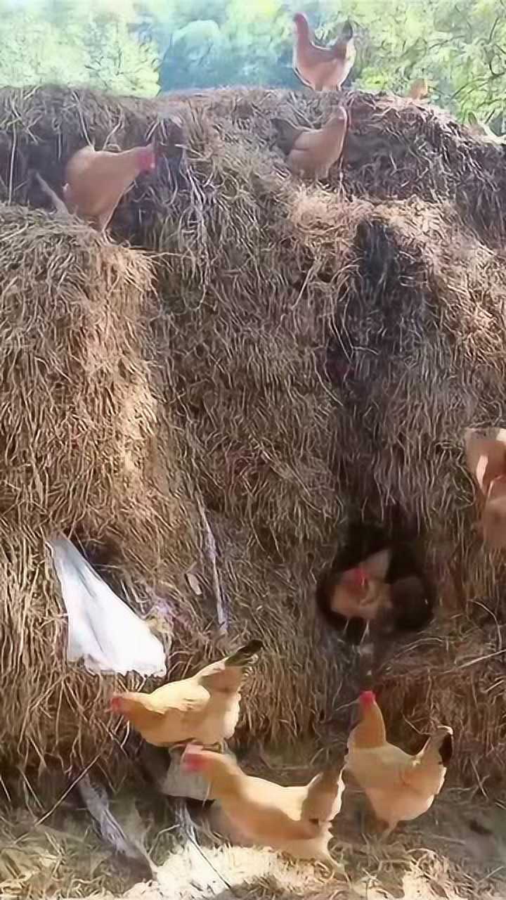 孝感市鸡窝最着名三个地方