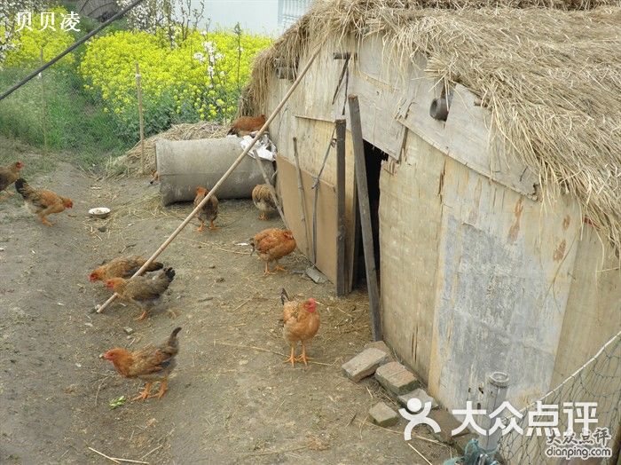 闵行区鸡窝