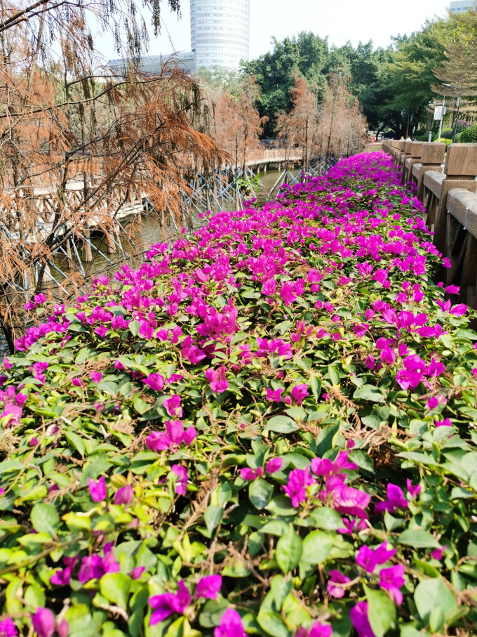 昭通百花丛qm推荐