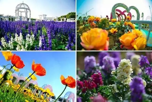 天河昭通佳丽百花丛