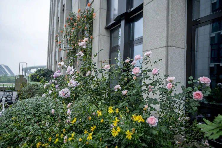 上海千花后花园Gm