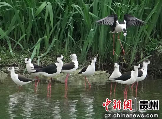 观山湖黑脚杆在哪里
