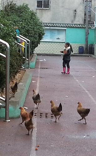 哪里有学生鸡