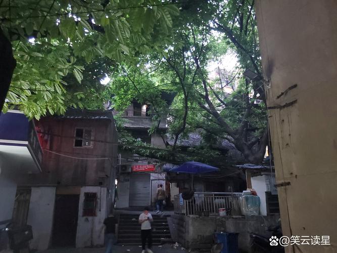 沉庆观音桥野水沟鸡多么