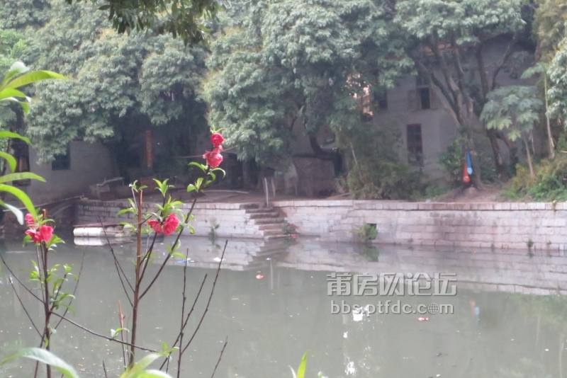 南充的荔枝公园买卖