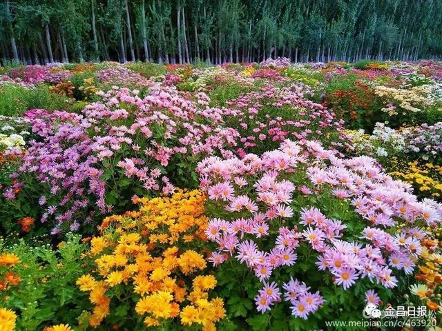 昭通一品香百花丛
