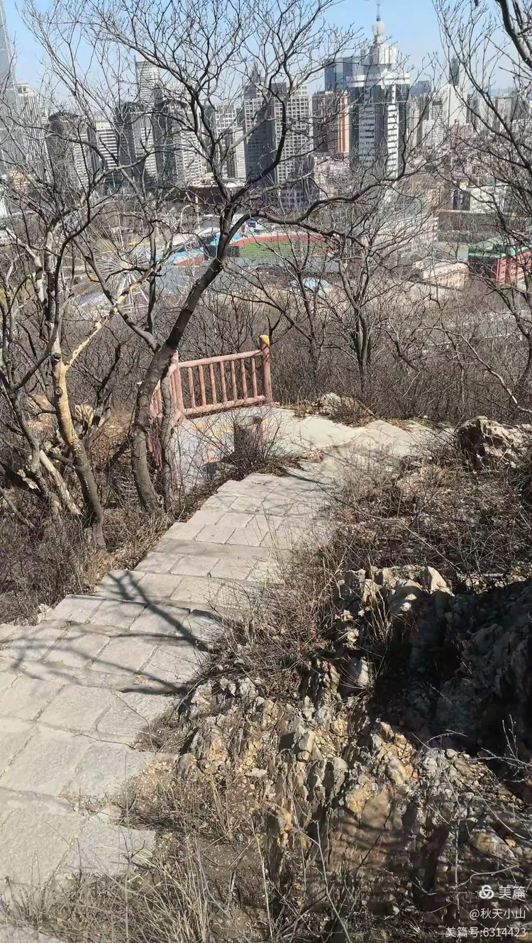 大连劳动公园后山树林