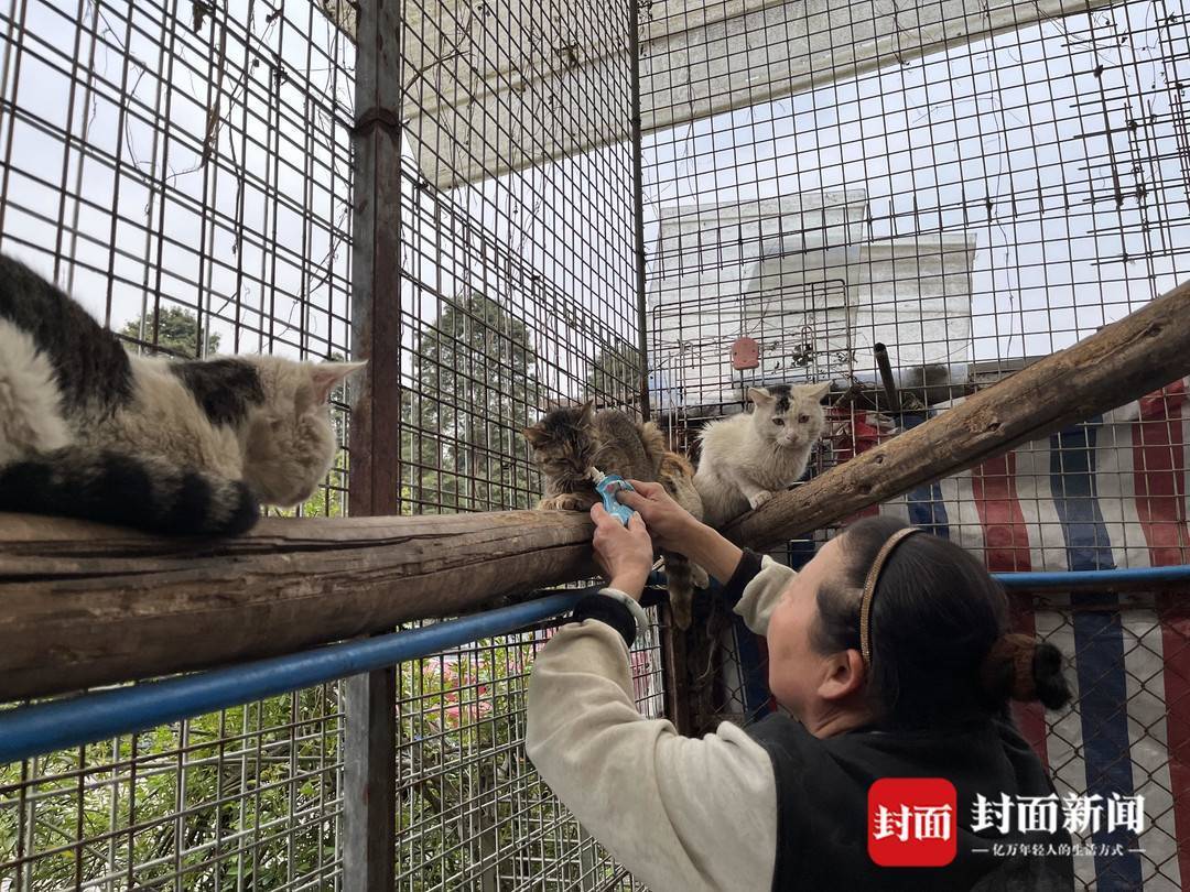 自贡逮猫场所400到600