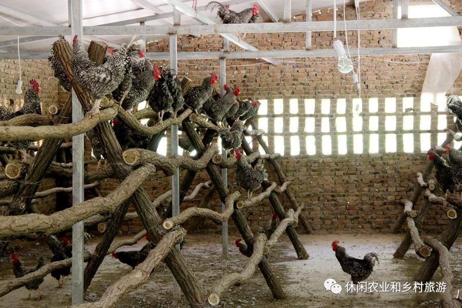 大树营鸡窝在哪里