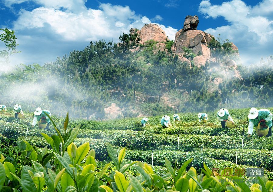青岛嫩茶