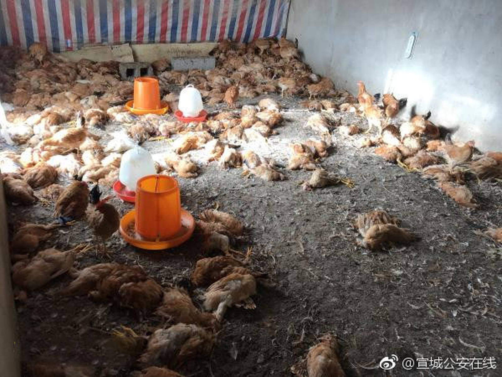 江夏鸡窝搬到哪去了
