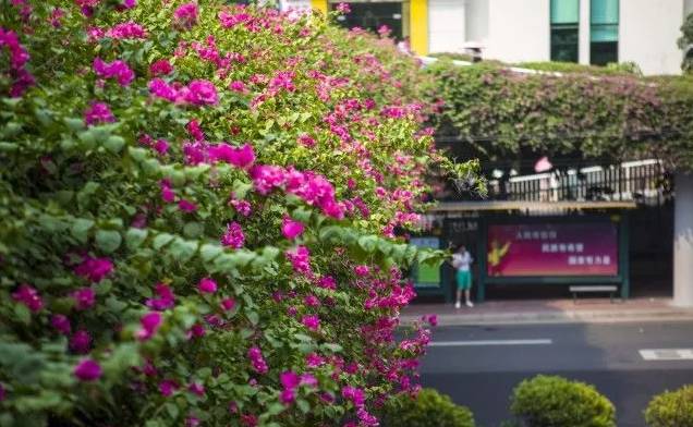 广州佰花丛地点