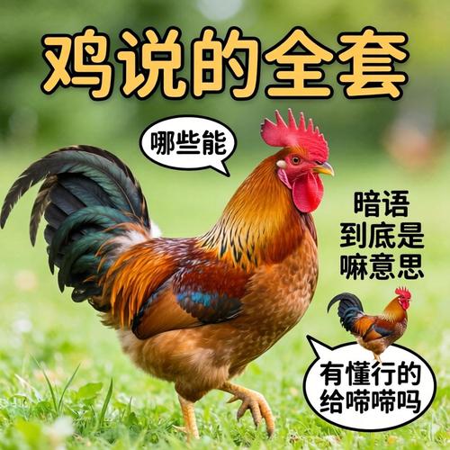 鸡说的全套蕴含哪些项目