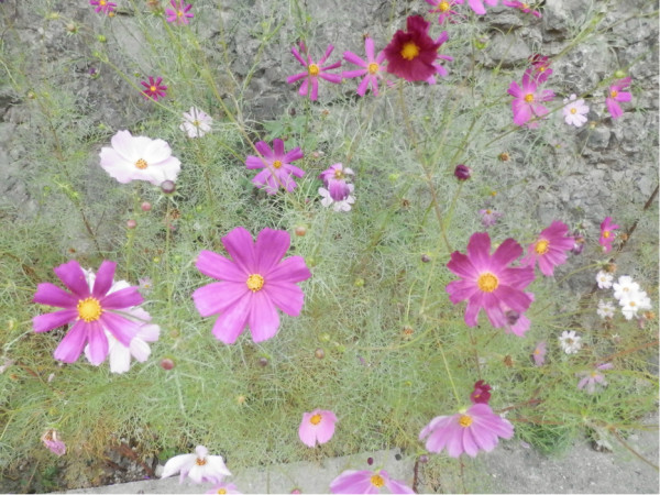QM百花丛
