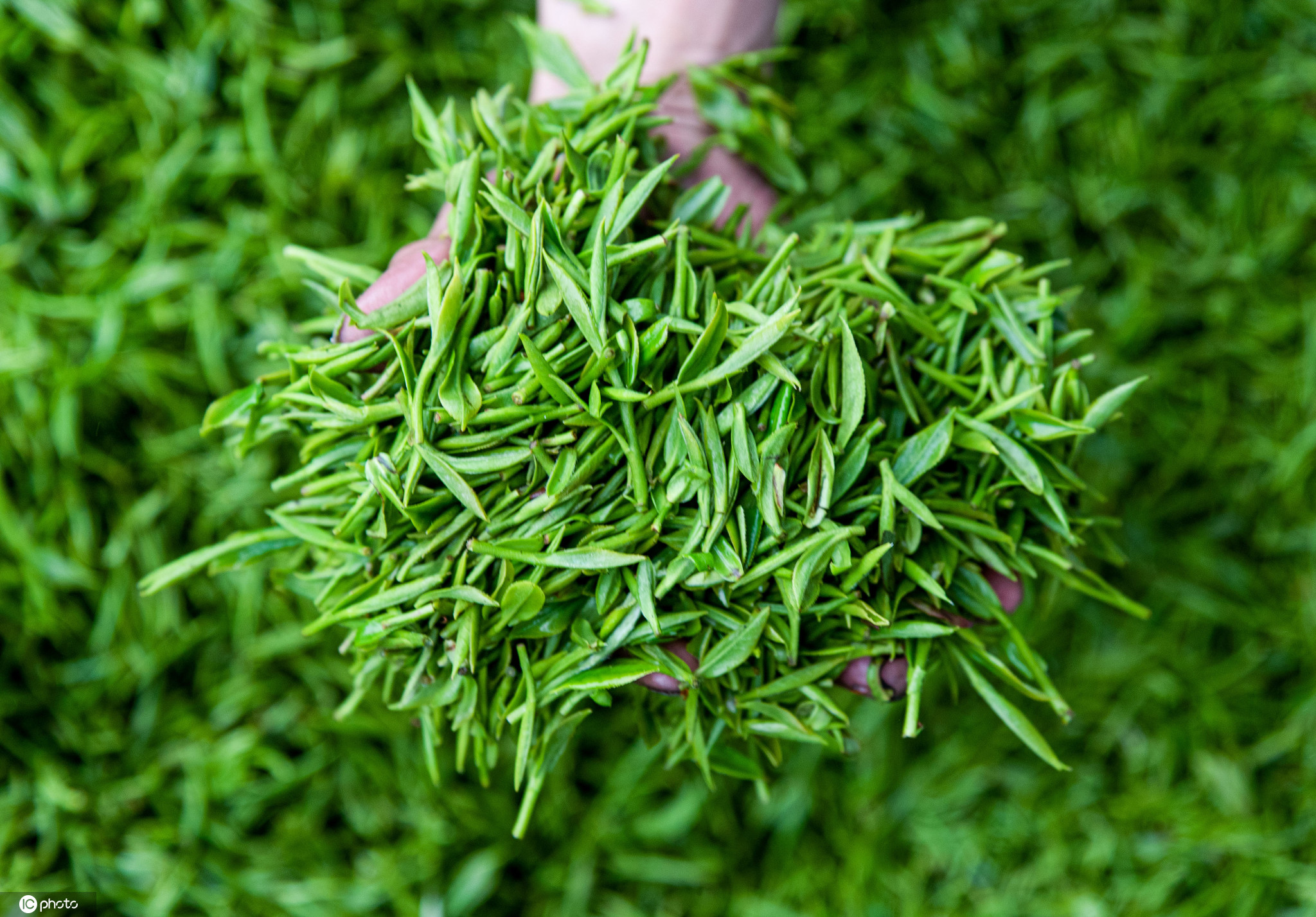 沉庆品新茶